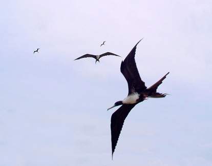 	Fregata magnificens