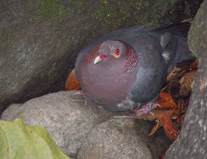 	Columba squamosa	