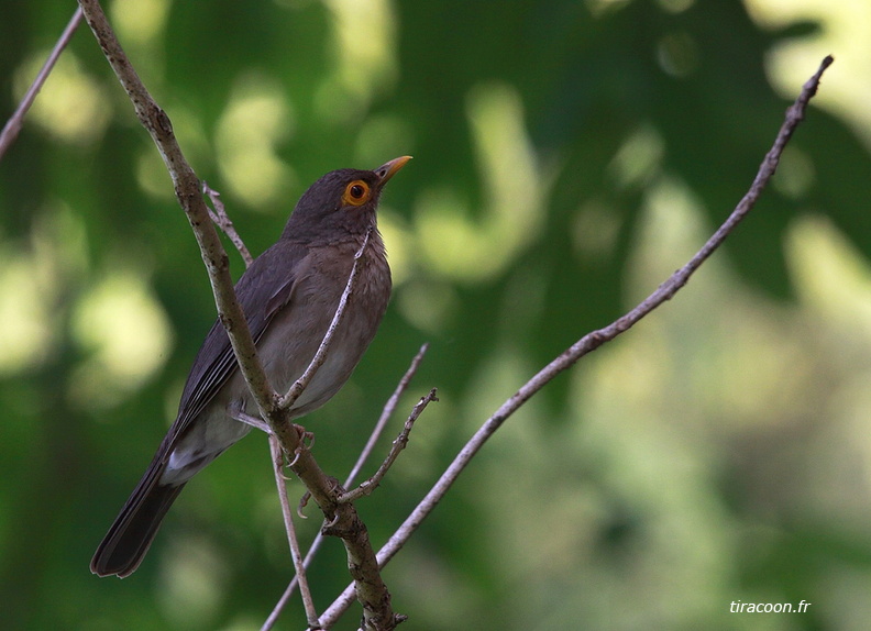 	Turdus nudigenis	