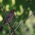 	Turdus nudigenis	