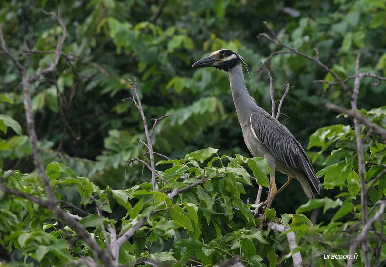 	Nyctanassa violacea