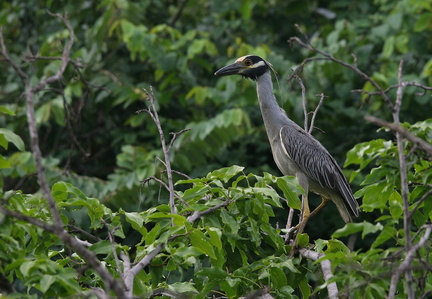 	Nyctanassa violacea