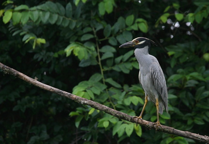 	Nyctanassa violacea