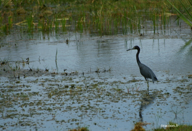 	Egretta caerulea