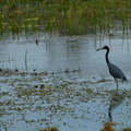 	Egretta caerulea