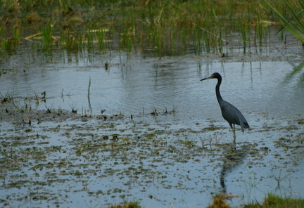 	Egretta caerulea