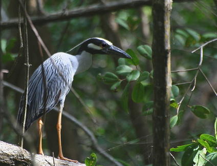 	Nyctanassa violacea