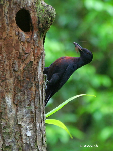 Pic de la Guadeloupe, nourrissant ses petits. Melanerpes herminieri. Goyave.
Appelé aussi Tapé, Tôtô bois ou Tapeur, il est le seul pic des Petites Antilles et est endémique à la Guadeloupe.
Il niche dans des trous qu'il creuse dans des troncs d'arbres morts. IMG_1183M1.jpg
