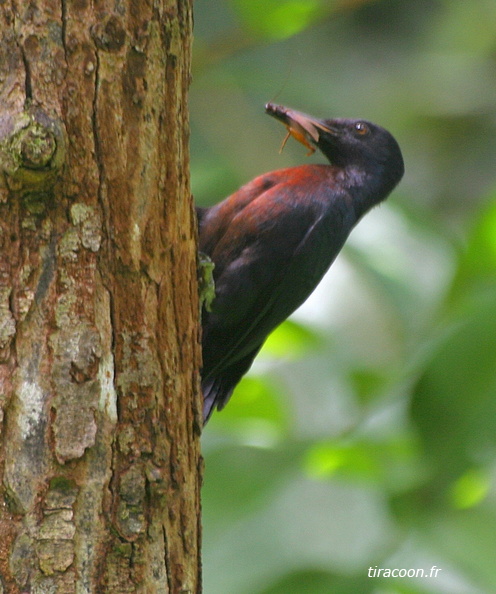 	Melanerpes herminieri	