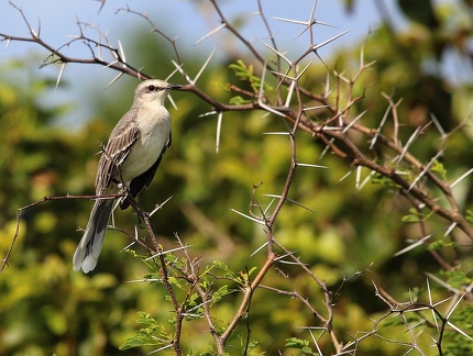 	Mimus gilvus