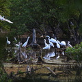 	Egretta thula	