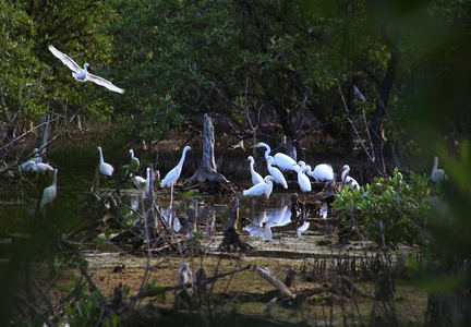 	Egretta thula	