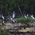 	Egretta thula