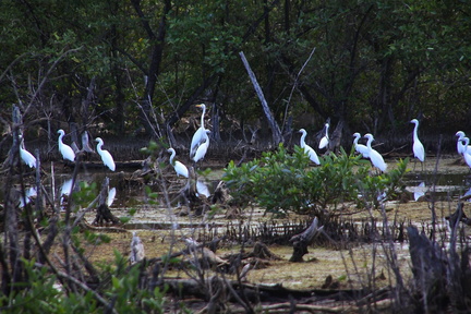 	Egretta thula