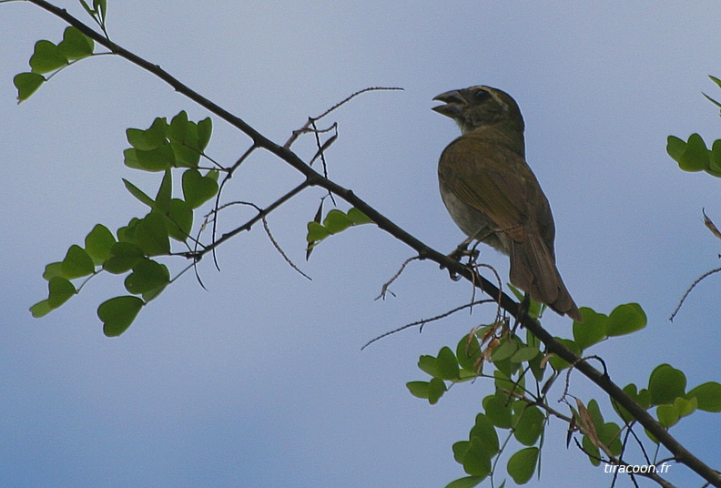 	Saltator albicollis