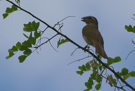 	Saltator albicollis