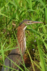 	Butorides virescens