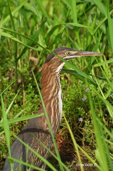 	Butorides virescens