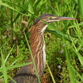 	Butorides virescens