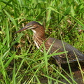 	Butorides virescens