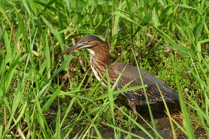 	Butorides virescens