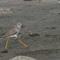 	Tringa flavipes	
