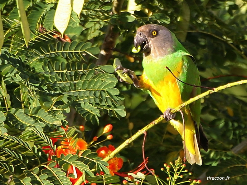 	Poicephalus senegalus