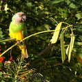 	Poicephalus senegalus	