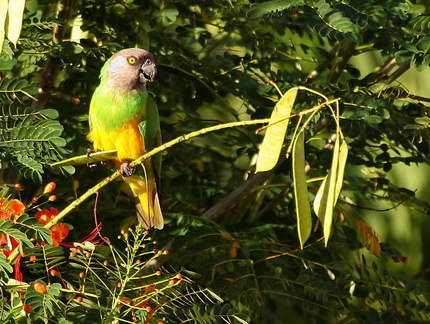 	Poicephalus senegalus	