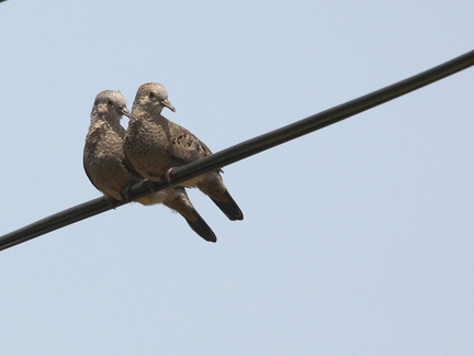 	Columbina passerina