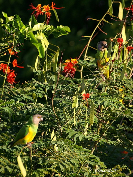 	Poicephalus senegalus