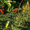 	Poicephalus senegalus