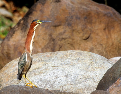 	Butorides virescens	