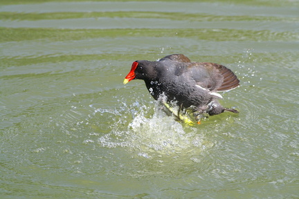 	Gallinula choropus