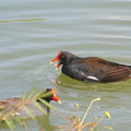 	Gallinula choropus		