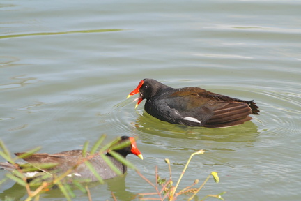 	Gallinula choropus		