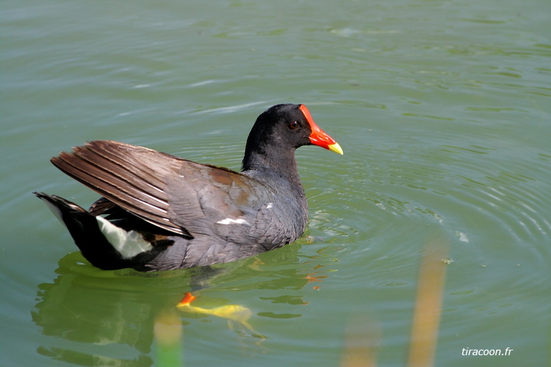 	Gallinula choropus	