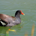 	Gallinula choropus	