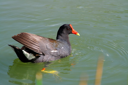 	Gallinula choropus	