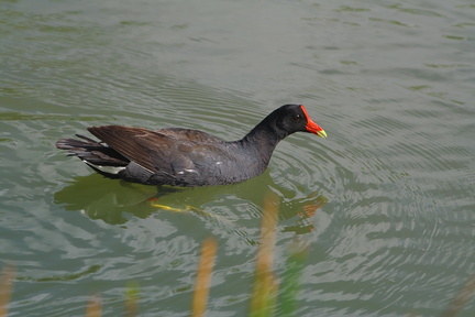 	Gallinula choropus	