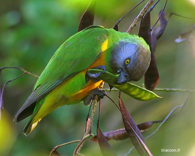 	Poicephalus senegalus