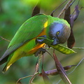 	Poicephalus senegalus