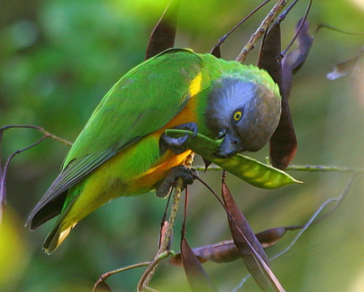 	Poicephalus senegalus