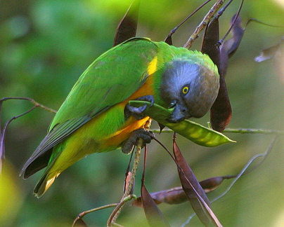 	Poicephalus senegalus