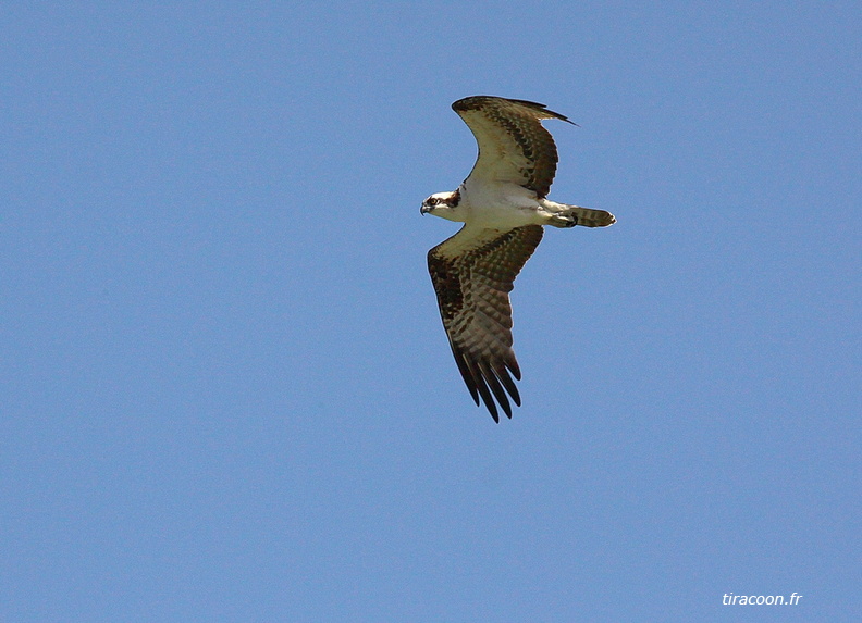 Balbuzard pêcheur. Aigle pêcheur, Gligli montagne. Pandion haliaetus. Pointe-Noire. IMG_4011M.jpg