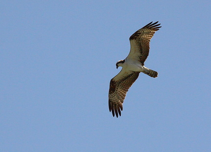 	Pandion haliaetus	