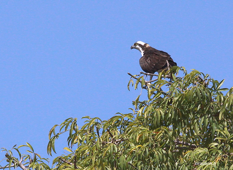 	Pandion haliaetus	