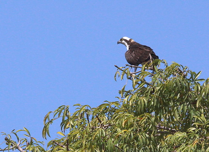 	Pandion haliaetus	