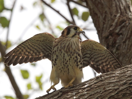 	Falco sparverius	