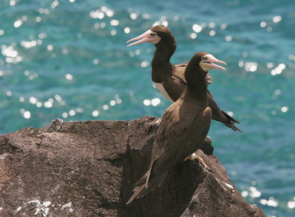 	Sula leucogaster